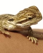 pic for baby bearded dragon